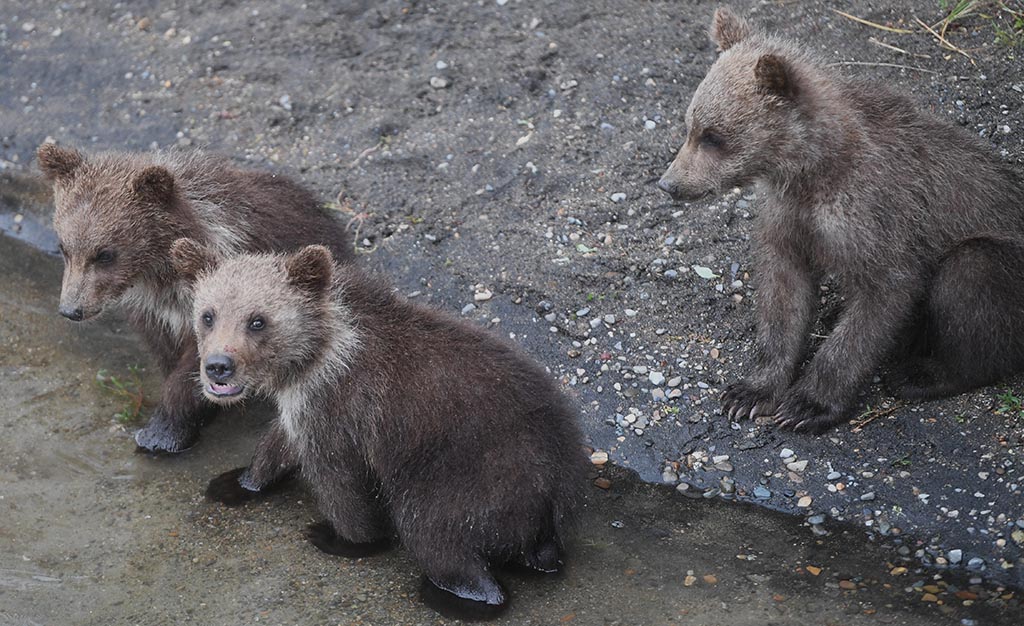 A Gloucestershire photographer has fulfilled a lifelong dream by travelling thousands of miles to one of the world's most remote wildernesses to capture dramatic images of giant brown bears feasting on salmon during Alaska's famous annual salmon run. BROWN BEARS AT KATMAI NATIONAL PARK IN ALASKA BABY CUB BOOM AND FISHING SOCKEYE SALMON RUN JULY 2026 PN53 | 'It felt like Jurassic Park': Gloucestershire photographer's incredible encounter with Alaska's giant brown bears