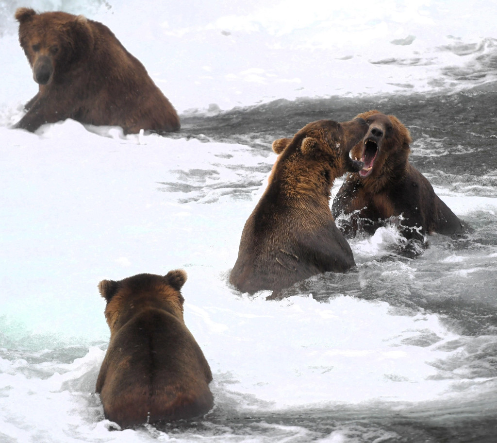 BROWN BEARS AT KATMAI NATIONAL PARK IN ALASKA BABY CUB BOOM AND FISHING SOCKEYE SALMON RUN JULY 2026 PN40 | 'It felt like Jurassic Park': Gloucestershire photographer's incredible encounter with Alaska's giant brown bears