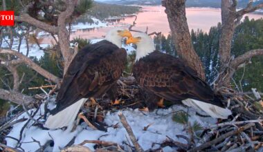Internet's famous Bald Eagles, Jackie and Shadow, gets millions in donation from OpenAI co-founder Greg Brockman and his wife to protect their nest