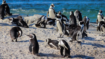 Two penguin pairs colonised a South African beach in 1982; by 2026, about 2,528 birds shared Boulders with swimmers