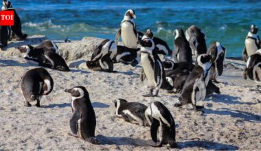 Two penguin pairs colonised a South African beach in 1982; by 2026, about 2,528 birds shared Boulders with swimmers | World News
