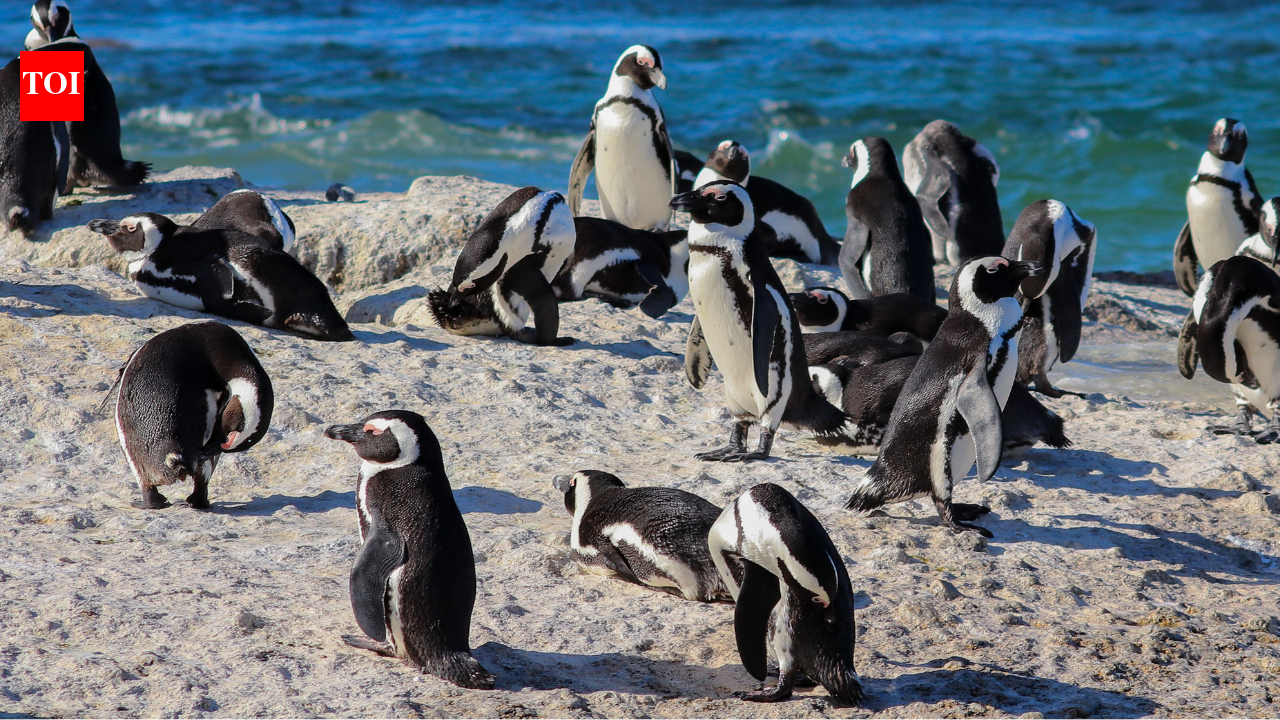Two penguin pairs colonised a South African beach in 1982; by 2026, about 2,528 birds shared Boulders with swimmers | World News