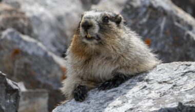 'It's pretty common': Mountain marmot hitches ride to Calgary-area home