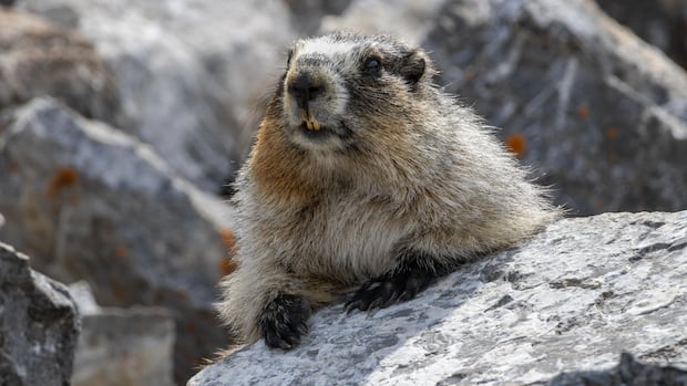 'It's pretty common': Mountain marmot hitches ride to Calgary-area home