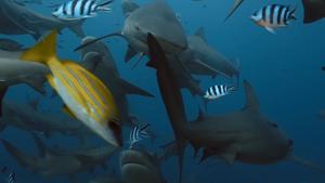 Family ties shape social lives of bull sharks