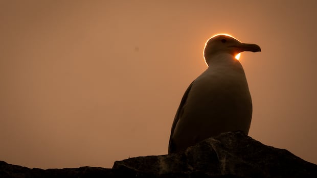 Wildfire smoke and air quality warnings make their way to B.C.'s Lower Mainland