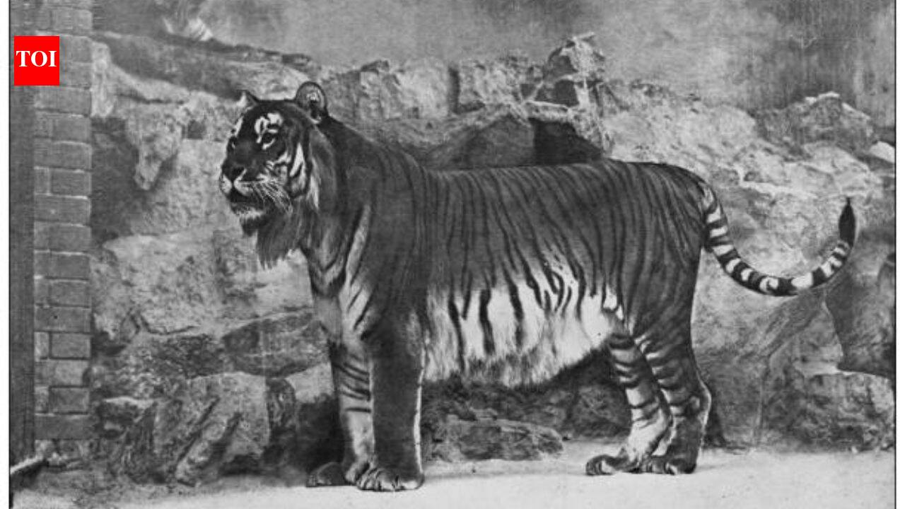 Kazakhstan's Caspian tiger was declared extinct due to hunting by the military and prey reduction, now the country has released its first tiger in the wild after 70 years