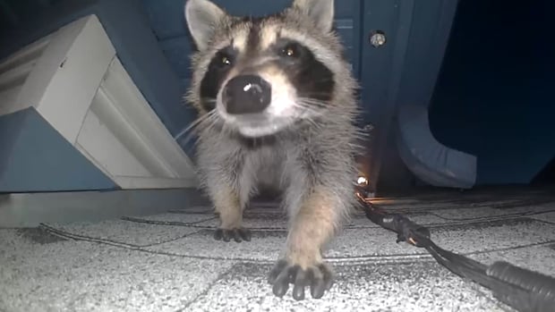 The next Toronto? Reports of urban raccoons on the rise in Calgary