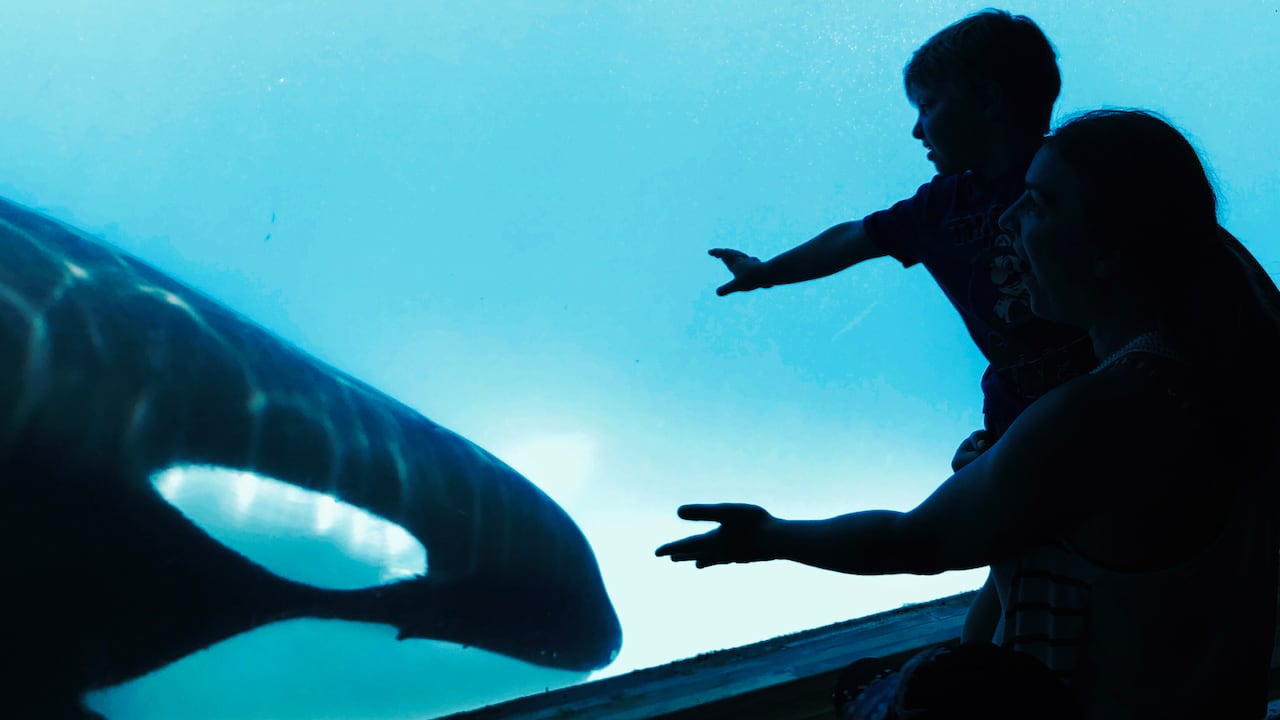 A mother and child reach out to an orca behind some glass.