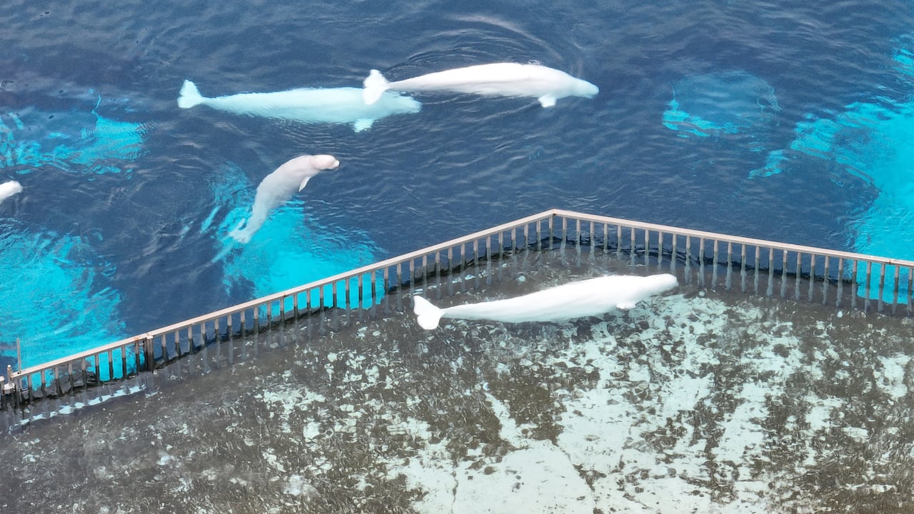 Four beluga whales swimming