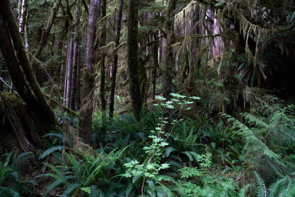 Moss drips from tree branches in a forest near Port Renfrew, British Columbia, Thursday, May 28, 2026. (AP Photo/Annika Hammerschlag)