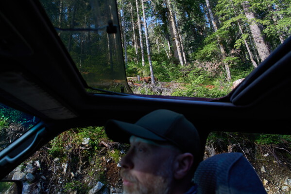 Land defender Steven "Shambu" Daniluk drives down a road used for logging near Port Renfrew, British Columbia, Thursday, May 28, 2026. (AP Photo/Annika Hammerschlag)
