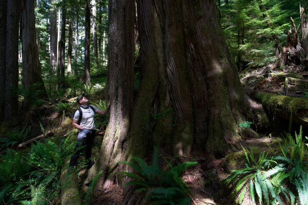 Land defender Steven "Shambu" Daniluk peers up at an old growth tree near Port Renfrew, British Columbia, Thursday, May 28, 2026. (AP Photo/Annika Hammerschlag)