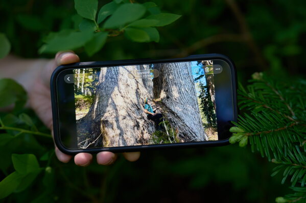 Veronika Sitar, an outdoor enthusiast, shows an image on her phone of herself sitting at a yellow cedar just weeks before it was logged in the Prince of Wales Range, near Campbell River, British Columbia, Sunday, May 31, 2026. (AP Photo/Annika Hammerschlag)