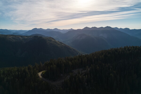 Logging roads wind through mountains near Port Renfrew, British Columbia, Thursday, May 28, 2026. (AP Photo/Annika Hammerschlag)