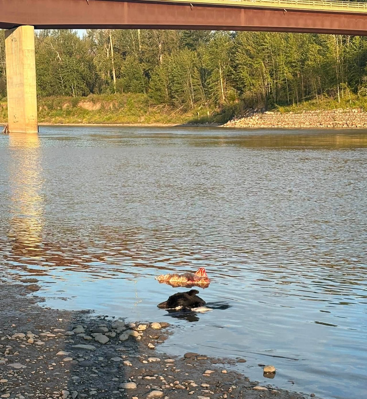 Fort Nelson resident Coty Hardy said he found the bear near the Muskwa River Bridge. He says the area is a popular camping spot for tourists and locals.