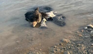 Black bear carcass found dumped in river near Fort Nelson
