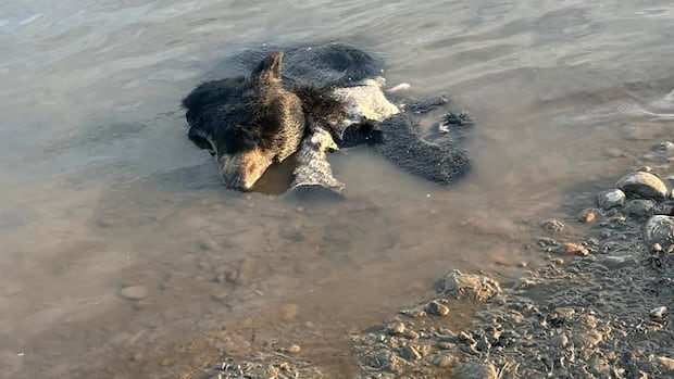 Black bear carcass found dumped in river near Fort Nelson