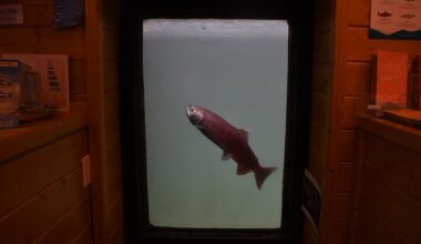 Yukon River chinook salmon arrive at Whitehorse fish ladder, amid strongest run in recent years