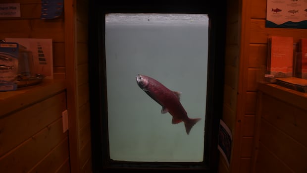 Yukon River chinook salmon arrive at Whitehorse fish ladder, amid strongest run in recent years