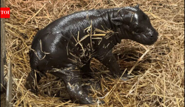 Toronto gets its own 'Moo Deng'; pygmy hippo calf born to 20-year-old mother, took first steps within minutes of birth