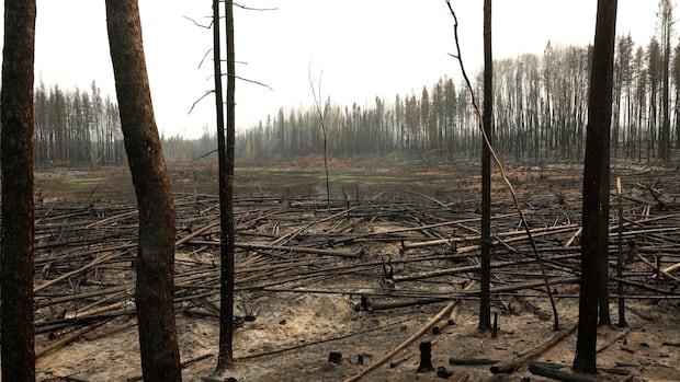 N.W.T. doctor urges action as report shows climate change fuelling fires