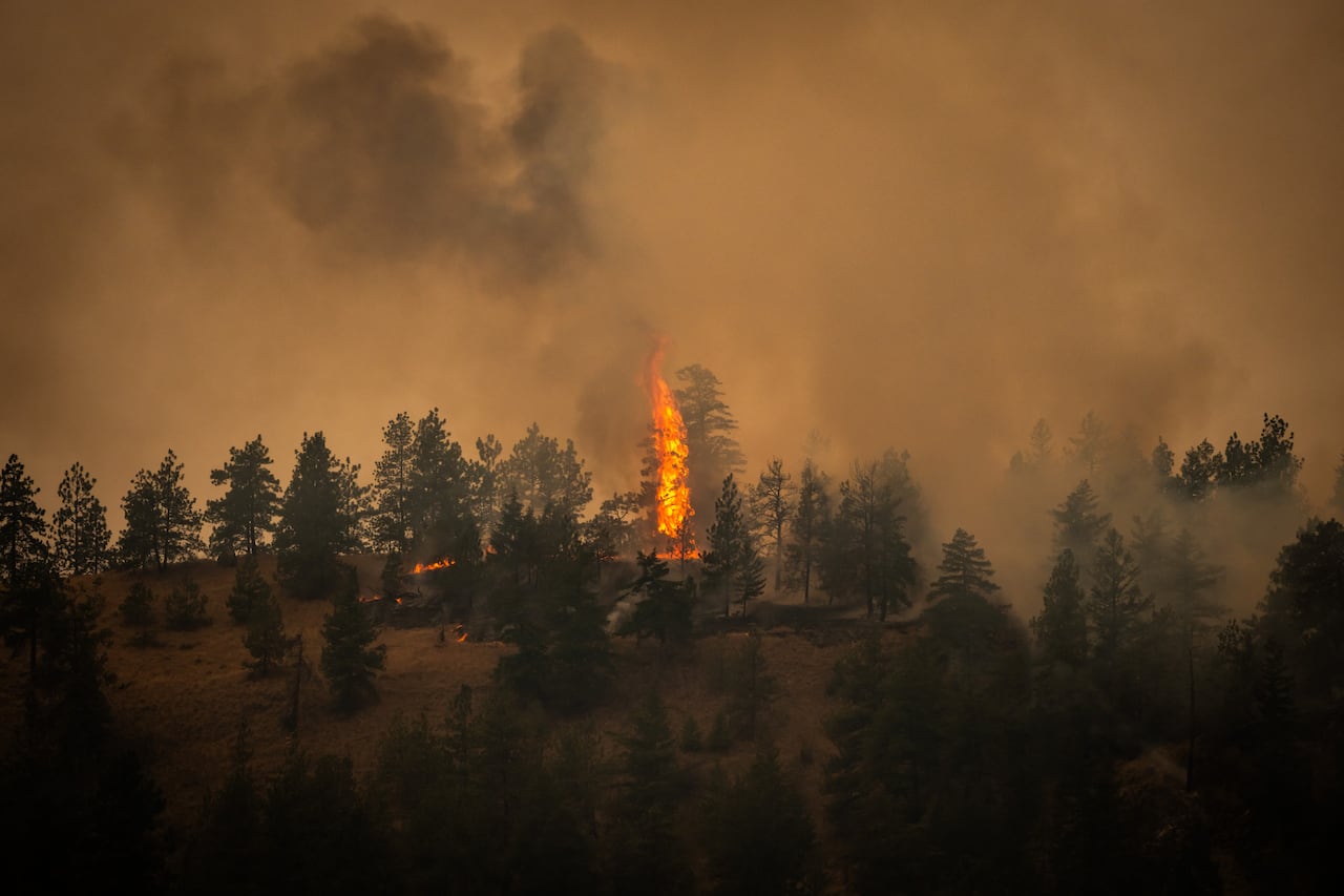 Fire in a forest.