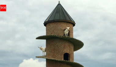 Inside Portugal’s 19th-century goat tower, where dwarf goats climb a spiral ramp to a three-storey home | World News