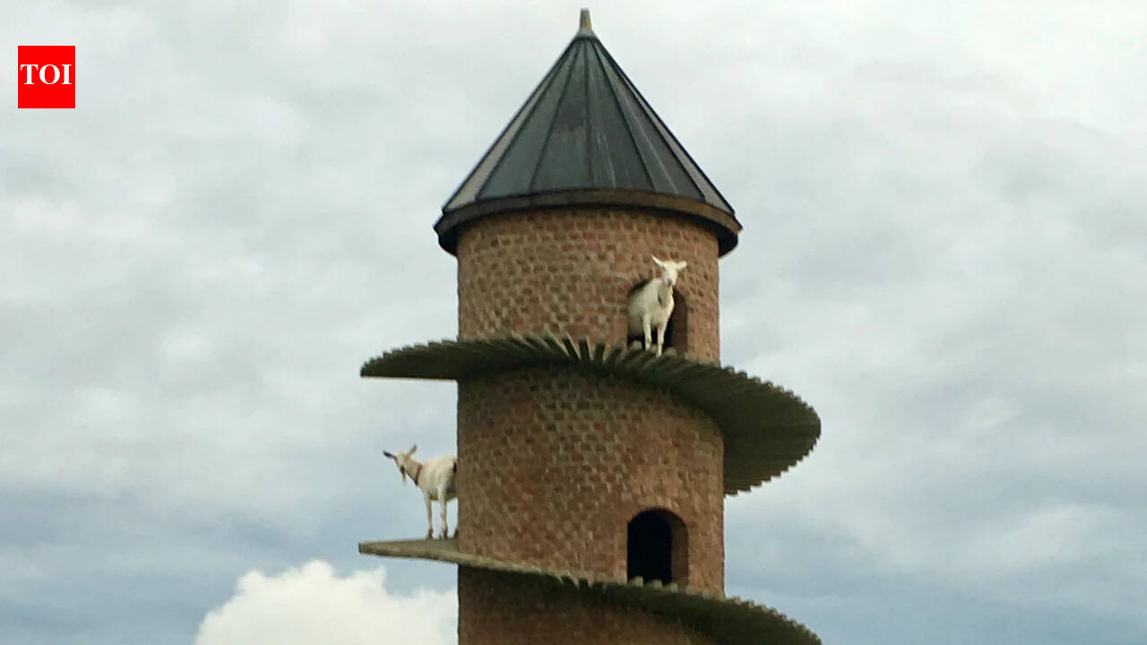 Inside Portugal’s 19th-century goat tower, where dwarf goats climb a spiral ramp to a three-storey home | World News