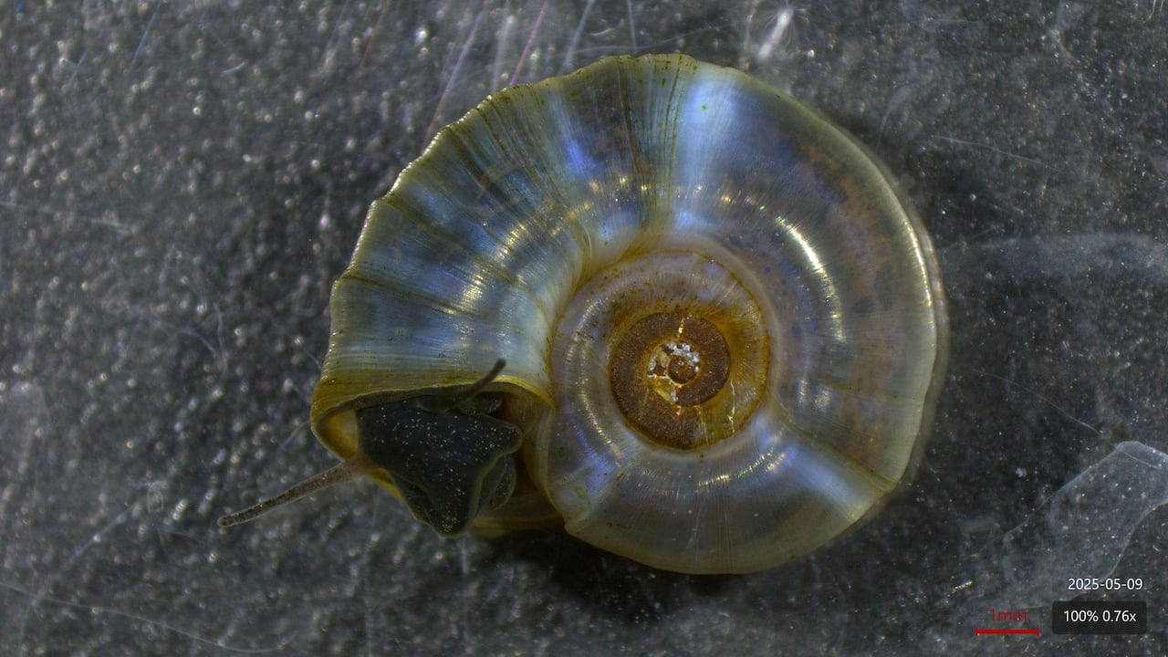A beautiful iridescent snail