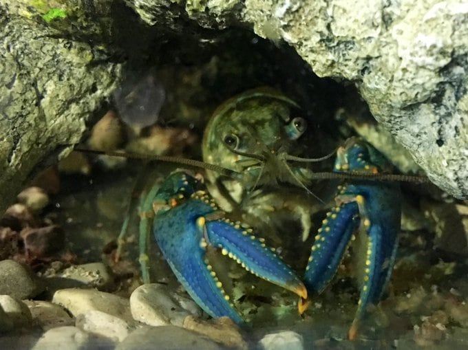 Crayfish hiding among rocks