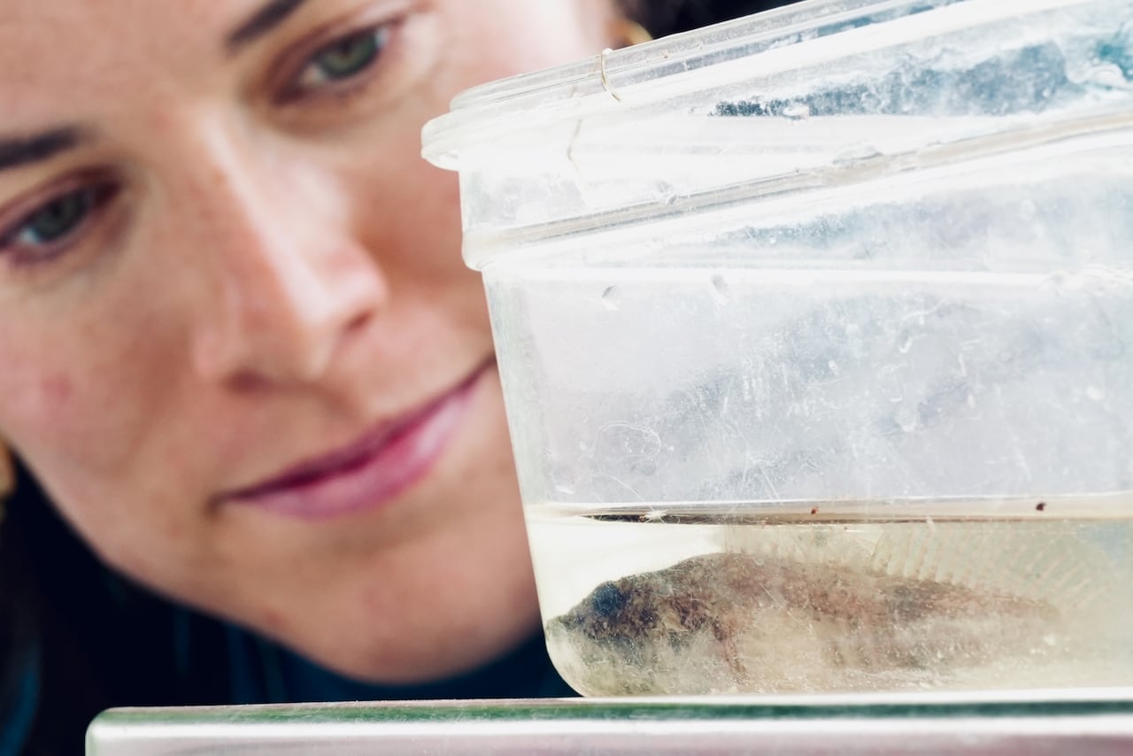 Woman peers at fish in container