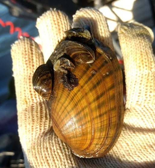 A beautiful striped mussel in a person's hand with small, invasive mussels attached