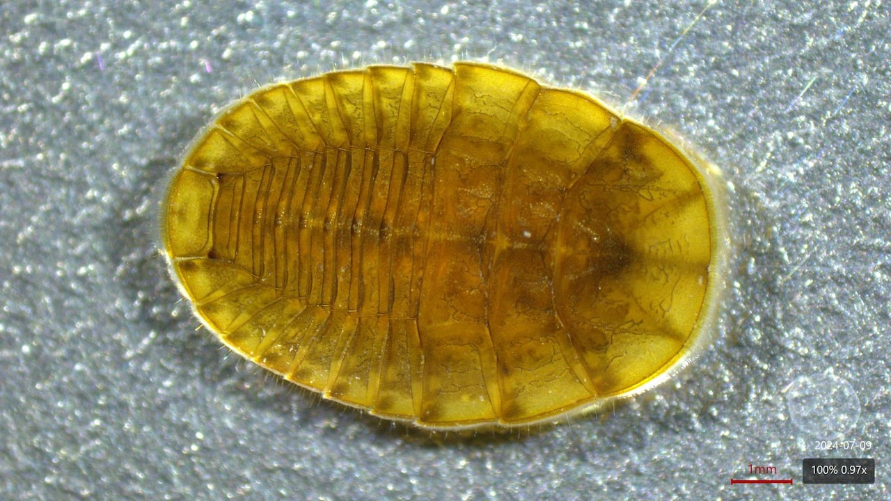 Water penny beetle larva