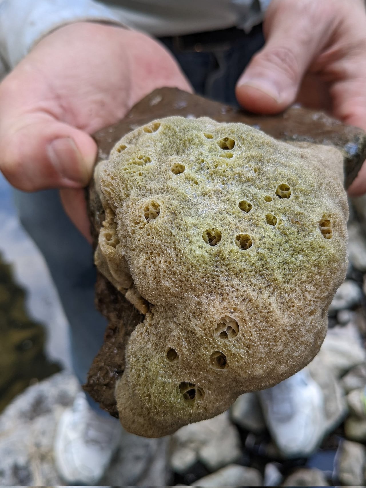 Hands holding a freshwater sponge