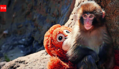 Punch The Baby Monkey: Punch, the baby monkey, turns 1: His childhood loneliness has turned him into a baby protector and he’s received 25000 birthday cards on his special day