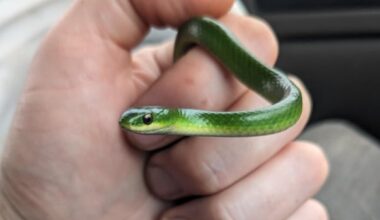 Found a dead smooth green snake on P.E.I.? Wildlife officials ask you to freeze it