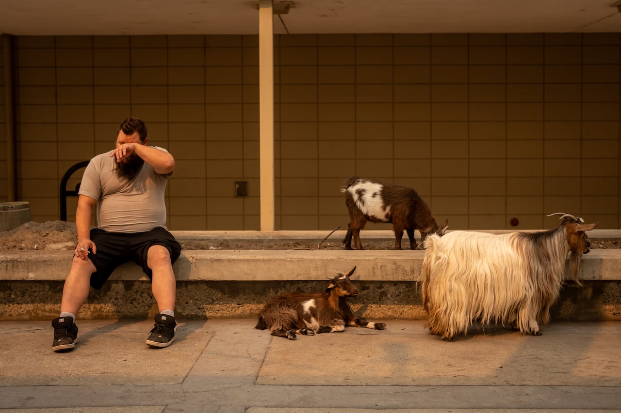 A man sites on a concrete bench beside three goats at an evacuation centre in Penticton, B.C. on August 9, 2026.
