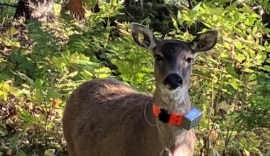 Despite extremely low survival rate, state will move more deer to Kenai Peninsula this fall