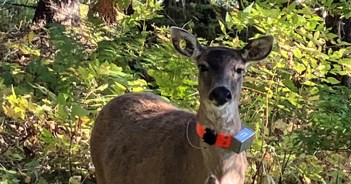 Despite extremely low survival rate, state will move more deer to Kenai Peninsula this fall