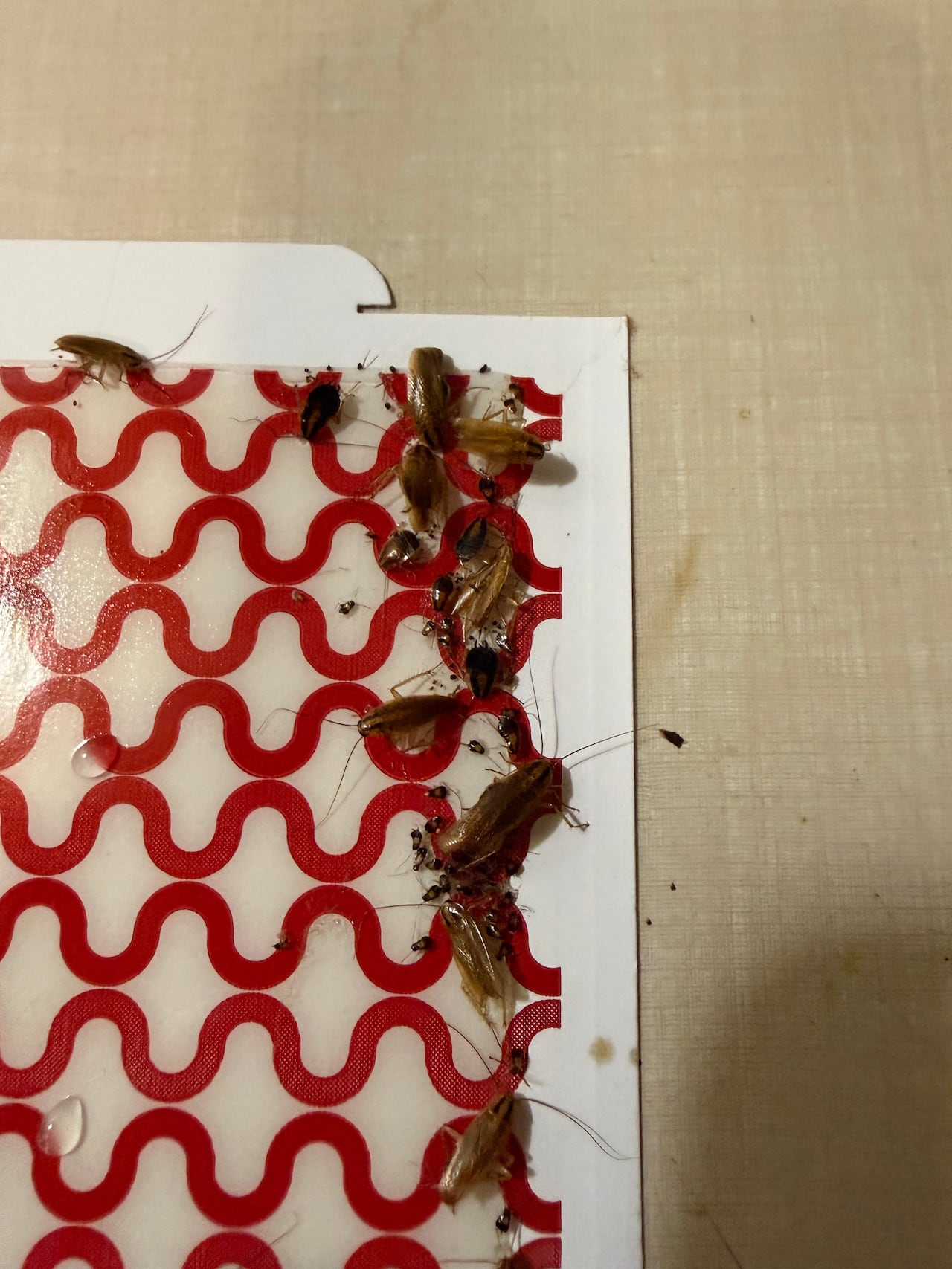 A red and white sticky insect trap with dead cockroaches attached.