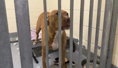 Citing overcrowding, Mississauga animal services runs $25 adoption blitz