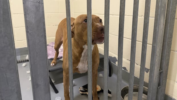 Citing overcrowding, Mississauga animal services runs $25 adoption blitz