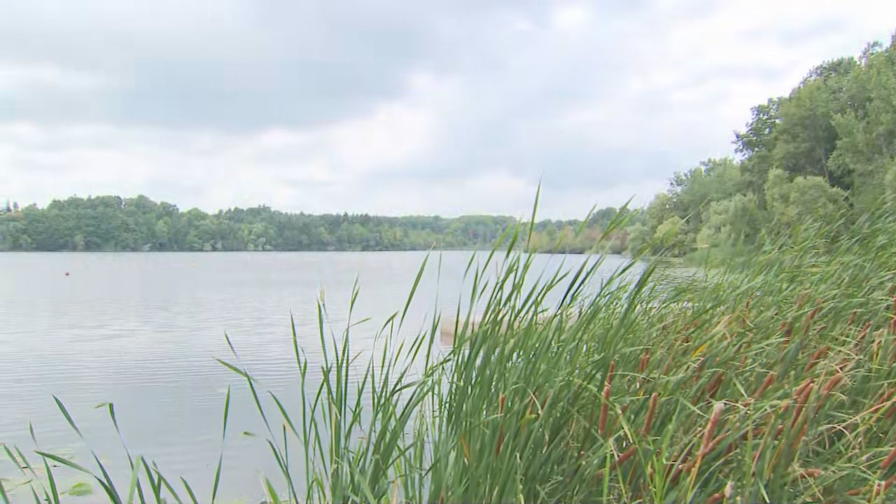 Wetlands area with tallgrass