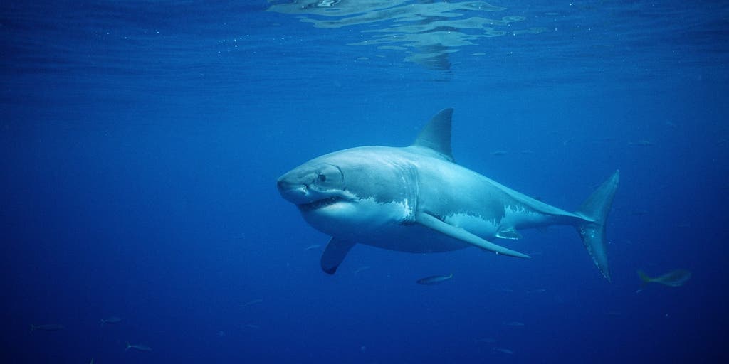 Great white shark pulls lifeguard underwater in popular East Coast beach town