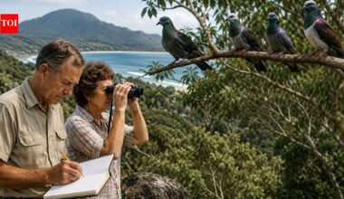 In 1965, a couple began counting pigeons in Queensland. Three years later, numbers fell from 4,692 to 1,451, beginning a 60-year conservation story |