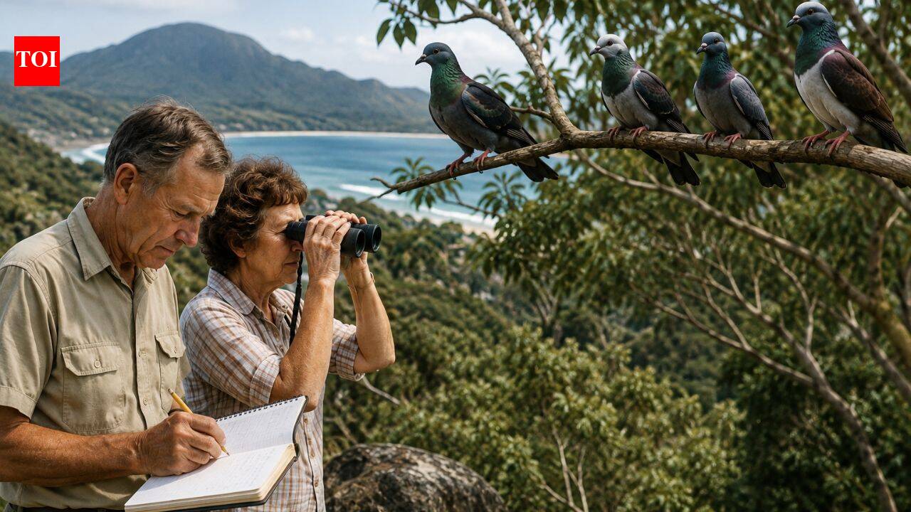 In 1965, a couple began counting pigeons in Queensland. Three years later, numbers fell from 4,692 to 1,451, beginning a 60-year conservation story |