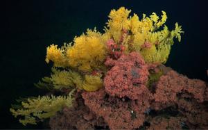 A coral among the stars: New species discovered on Costa Rica's deep-sea seamounts