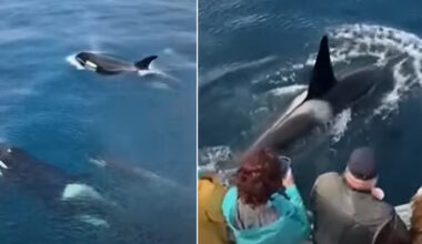 Local Tour Boat Operator Responds to Concerns of Vessel Getting Too Close to Orcas