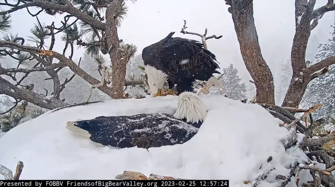 One bald eagle sits in a nest, surrounded by snow, while a second bald eagle stands at the side of the nest.